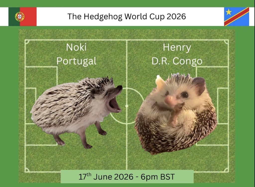 Hedgehog World Cup 2026 with Burt the Hedgehog